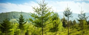 reforestacion-rural-urbana-vinculacion-uanl